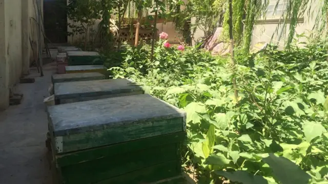 زنبور