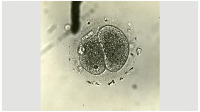 Prvo jaje bilo je uspešno oplođeno 1944. godine