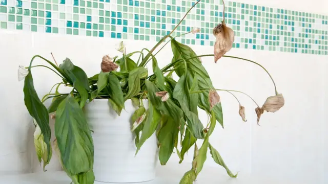 planta seca en maceta