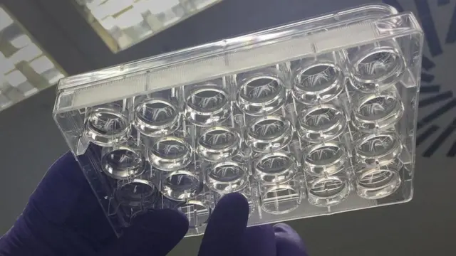 प्रयोगशाला में भ्रूण