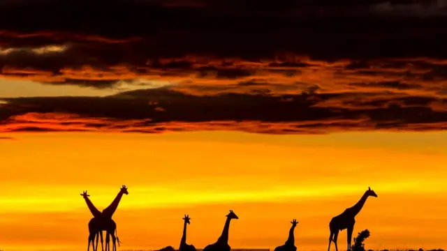 Жирафы масаи (Giraffa camelopardalis tippelskirchi)