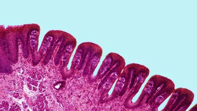 هناك مناطق في اللسان مسؤولة عن التعرف على المذاقات المختلفة