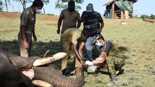 யானைகள்