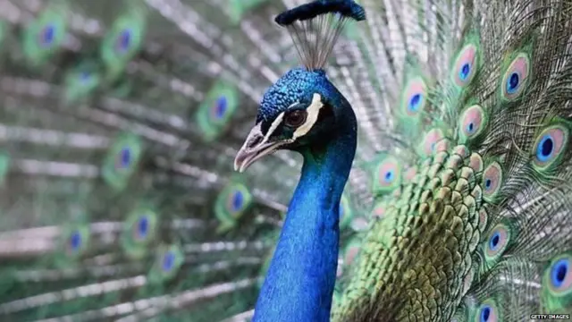 प्रेस रिव्यू