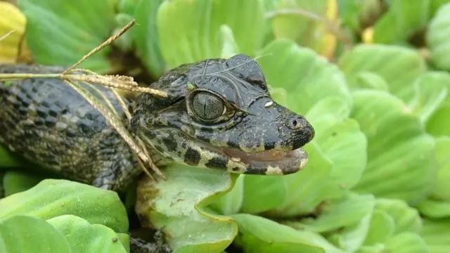 Caiman en el gran chaco