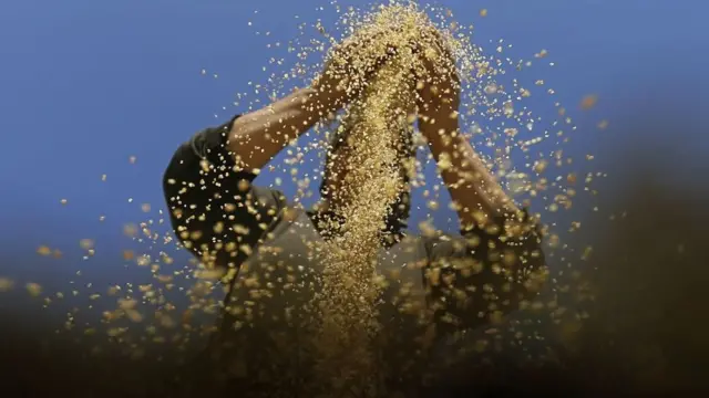 tahil tarımı