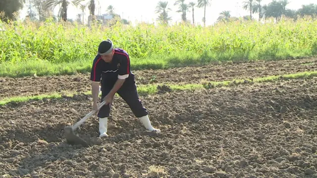 فلاح مصري