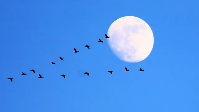 طيور تحلق في السماء في اصطفاف بديع