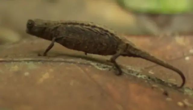 दुनिया का सबसे छोटा सरीसृप