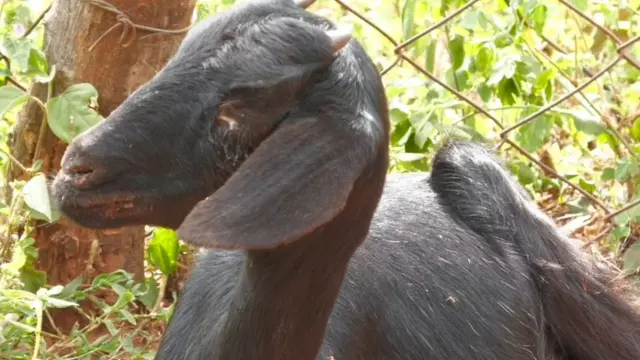 யெல்லோ கிரேஸி எறும்புகள்