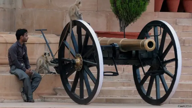 దిల్లీ, కోతులు, కొండముచ్చులు