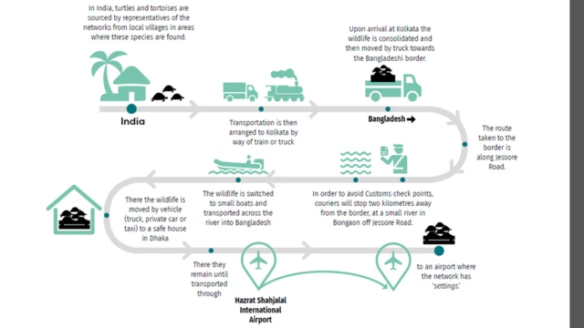 যেভাবে ভারত থেকে বাংলাদেশে পাচার হয় কাছিম আর কচ্ছপ