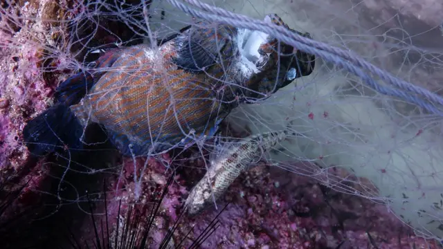 သန္တာကျောက်တန်း