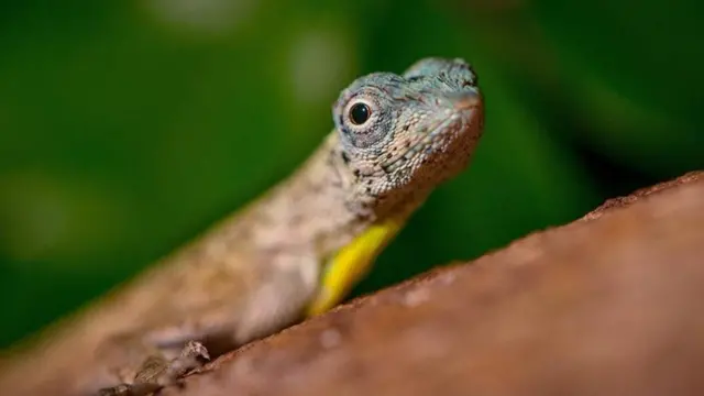 ड्रेको छिपकली