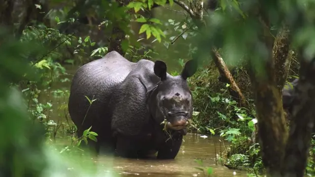 وحيد القرن في المياه