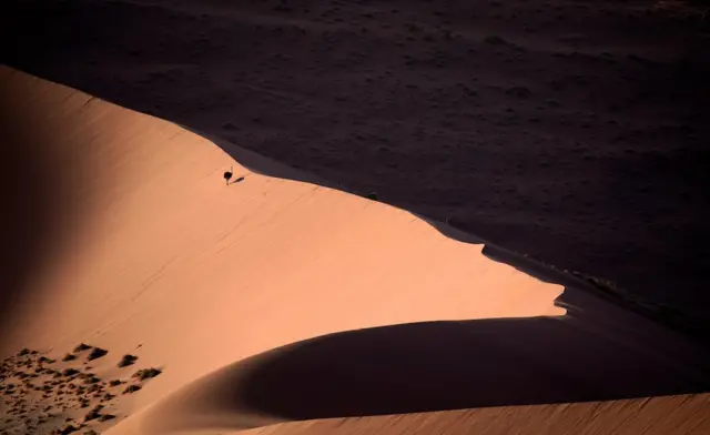 A common ostrich standing atop a sand dune.