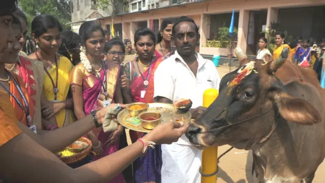 তামিলনাডুতে গোমাতার সেবা।