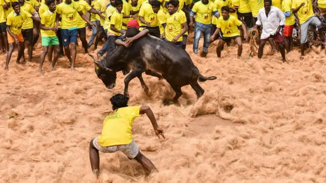 காளையை அடக்கும் வீரன் - சசிகுமார்