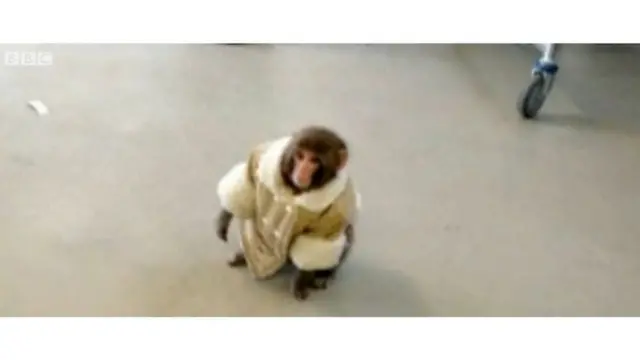 Обезьяна в пальто