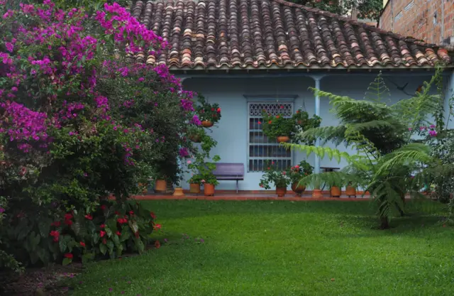 Un jardín con buganvilla y helechos