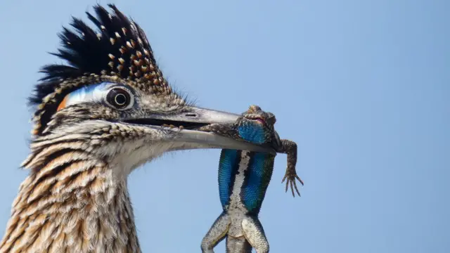 Greater-roadrunner.