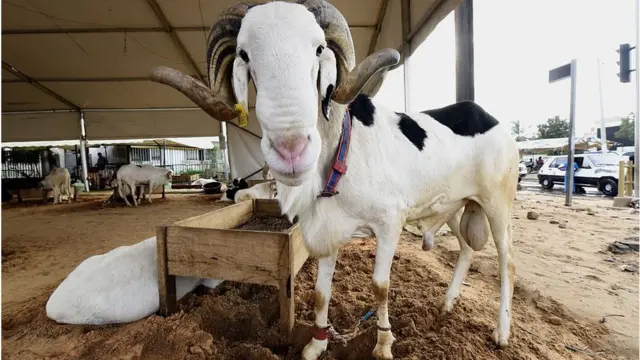 Un bélier blanc avec des taches noires