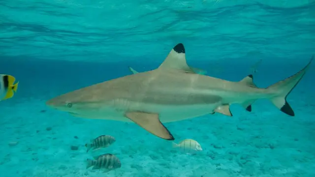 Черноперая рифовая акула