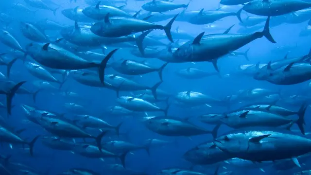 Голубой тунец.