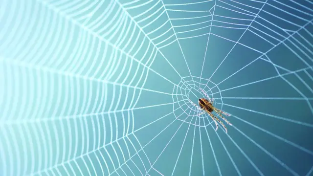 કરોળિયો