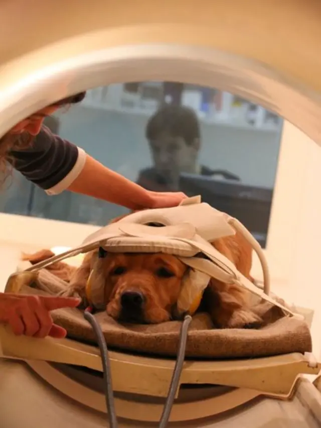 Perro dentro del escáner.