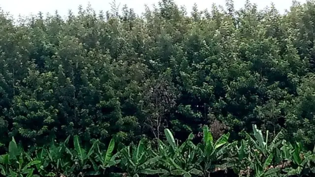 Bosoona Komaander Tanaanyee Walduu misoomsa keessaa