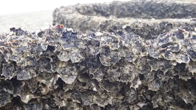 سیپ کی چٹانوں کا ڈھانچہ