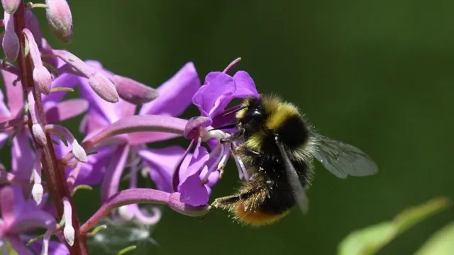 प्रकृति