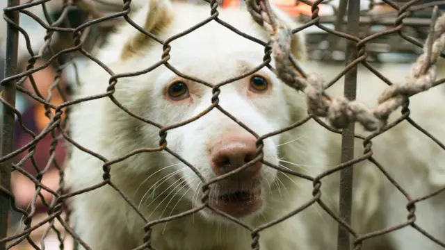 жорстокість