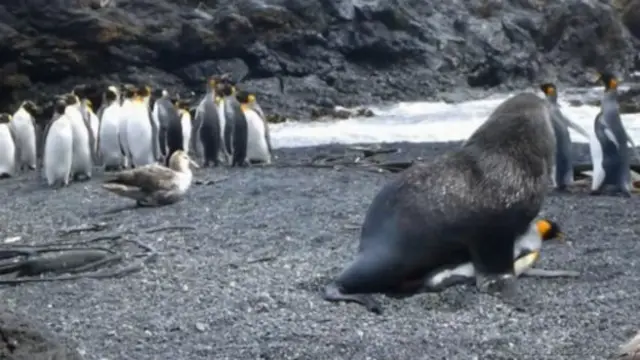 WILLIAM A HADDAD POLAR BIOLOGY