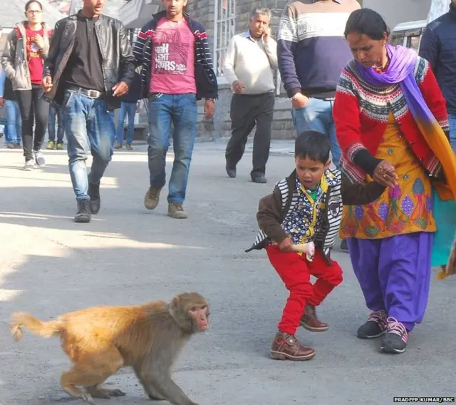 ਬਾਂਦਰ, ਹਿਮਾਚਲ, ਜੰਗਲ