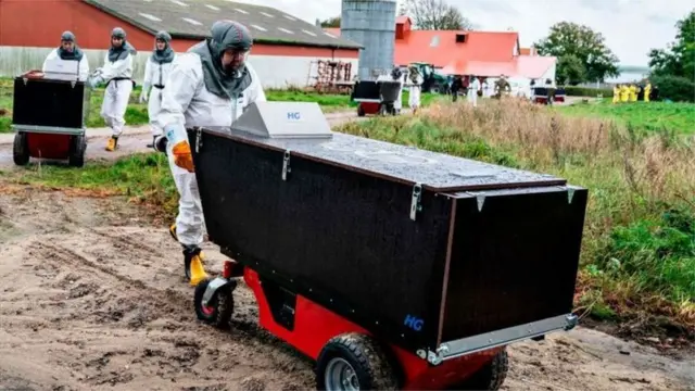 గత వారం డెన్మార్క్ సుమారు 1. 7 కోట్ల మింక్ లను అంతం చేయాలని నిర్ణయం తీసుకుంది.