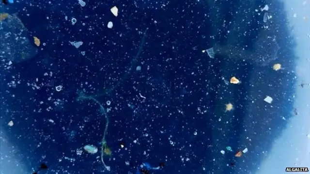 समुद्री कचड़ा