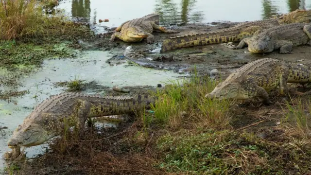 Les crocodiles sacrés de Félix Houphouet-Boigny à Côte d'Ivoire.