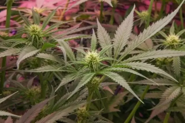 ต้นกัญชา