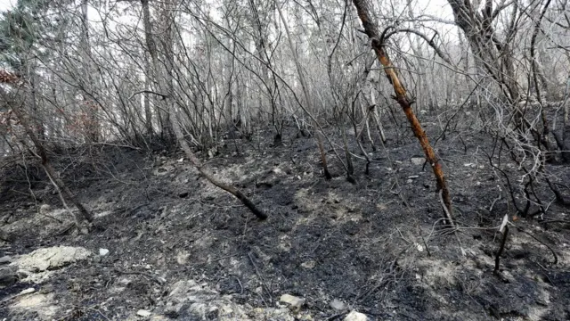 5일 산불로 검게 그을린 부산 금정구 아홉산 일대