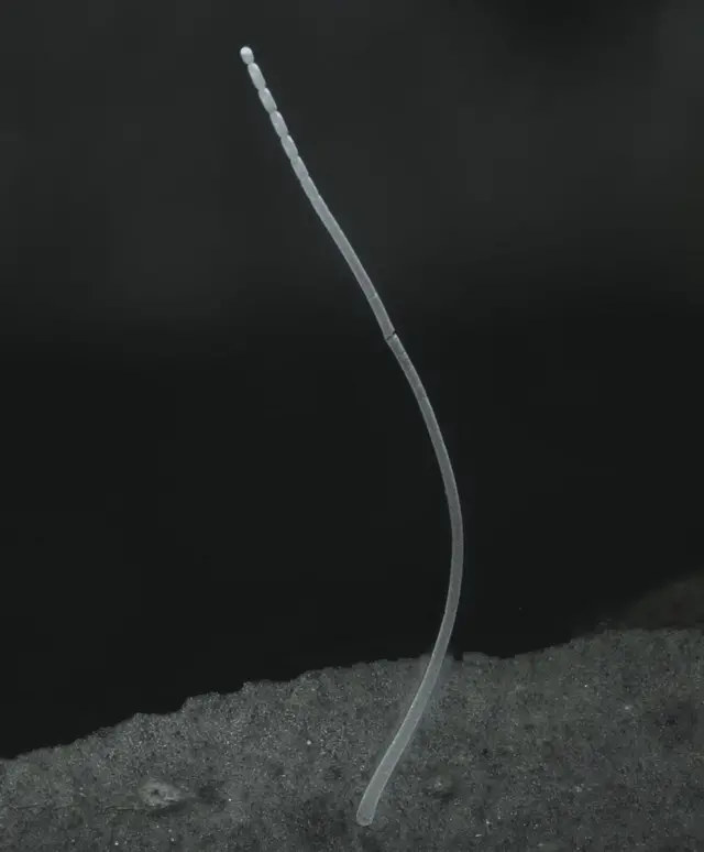 टी. म्याग्निफिका म्यान्ग्रोभ वनस्पतिका जरामा भएको माटोमा कुहिएको पदार्थमा आश्रित हुन्छ