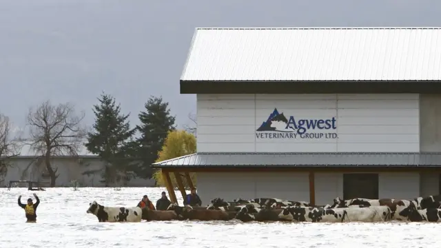 Stranded cattle are seen during a community rescue operation after rainstorms caused flooding and landslides, in Abbotsford, British Columbia, Canada November 16, 2021