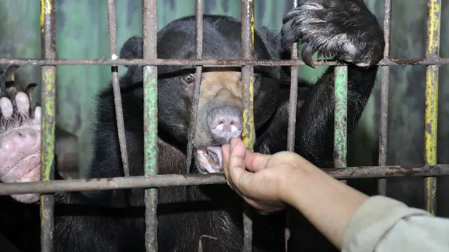 Petugas memberikan makanan kepada Beruang madu (Helarctos malayanus) di Medan Zoo.