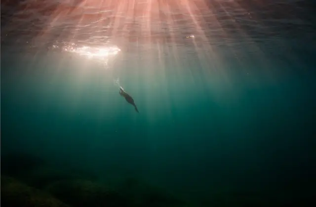 A shag bird dives beneath the water