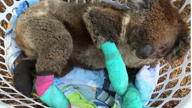 صدها هزار حیوان در آتش‌سوزی‌های استرالیا از بین رفتند