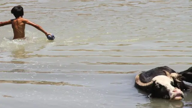 رها سازی آب سد کرخه در دشت آزادگان