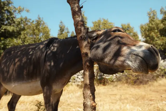 ลากำลังใช้กิ่งไม้ช่วยเกาคาง