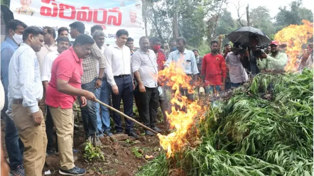 గంజాయి ధ్వంసం చేస్తున్న ఏపీ పోలీసులు