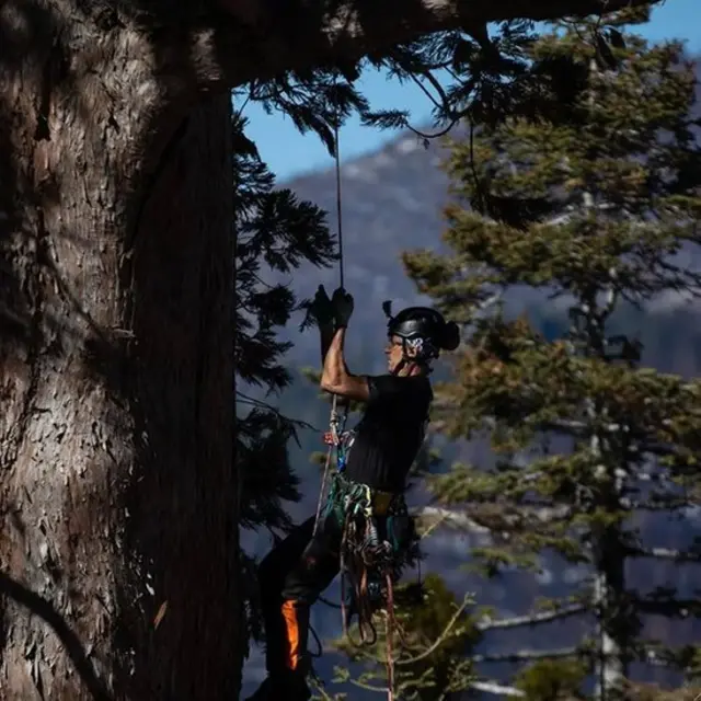 قدیم درختوں کی کلوننگ